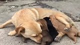 流浪狗中华田园犬妈妈带着几个娃，过着颠沛流离的生活