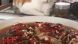 猫：主人这么多鱼你又吃不完，给我也整点呀！