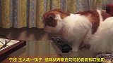 猫咪看着桌子上的鱼肉，嘴巴忍不住蠕动，太想吃了
