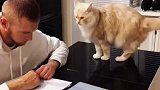 当男朋友来家做客时，猫咪的反应有点过激了