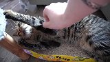 猫的爪子被勾住了，主人趁机欺负猫，看你还能不能反抗！