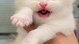英短乳白发现了一只小猪咪！