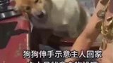 主人在外喝酒，狗子撒娇示意快点回家