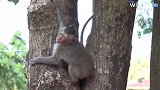 猴子爬树被卡住了，用绝望是眼神向游客求救，聪明的小猴子