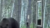 动物的疑惑行为，当黑熊第一次在镜子里看到自己时