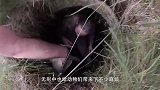 一只小鹿被卡在路障中，好心人上前救助，接下来画面让人感动