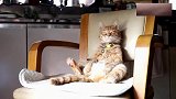 主人上班后，猫咪独自在家的真实情况曝光，原来它这么孤独