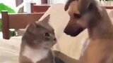 猫：你小子敢上手等你落单你试试