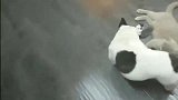 斗牛犬：猫兄你啥时候生孩子了我能看看不！