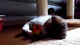 抱着小球玩耍的猫咪，这蜷缩在一起的样子，好可爱啊！