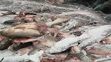 东北人冬捕的壮观现场，鱼一上岸瞬间即成速冻鱼