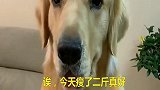 女主人放屁，金毛来不及逃脱，结果被熏得晕过去了