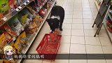 主人带狗狗买玩具，焦急等待结账的样子太逗了，镜头记录全过程
