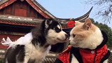 汉服第一喵，等你来撩喵 小山胖的甜蜜时光 快来鱼塘捕鱼。