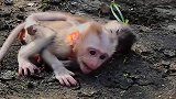 小猴子死缠烂打要道尔顿抱，被整崩溃的道尔顿咬得小猴子怀疑猴生
