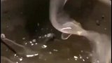 这是个啥啊，能吃不