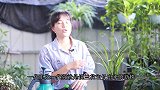 养兰花，养护牢记做好这几点，新株一代比一代强！