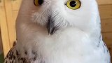 生气的雪鸮对饲养员爱搭不理，没想到抗拒不了摸头杀