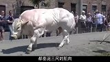 “牛魔王”诞生，一生经历数十次剖腹产，只为满足吃饭问题