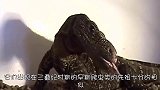 蜥蜴以为自己是只狗，主人一叫唤就跑过来，画风变得太快！
