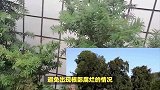 南洋杉的养殖方法和注意事项