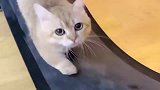 猫咪室内做运动, 看这听话的模样, 真是太可爱了