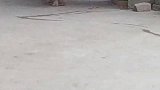 它也会关心自己的孩子