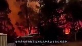 女子在大火中救出考拉，不料从此就被黏上了，镜头记录暖心画面