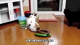 一个黄瓜真的能把猫吓“飞”？喵星人：假的！