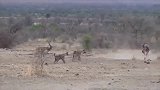 斑马VS鬣狗，斑马在鬣狗攻击中出错，代价是自己的生命