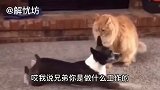 搞笑视频配音,二狗子失恋了,被隔壁老王绿了,好难