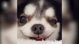 主人摸了几下，狗狗就露出了笑容，真是太可爱了！