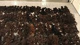 成都海关从迪拜入境航班中查获一整箱人体毛发：铺满一地