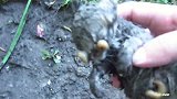 刚出生的奶猫就被暴雨洗礼奄奄一息差点活不下来