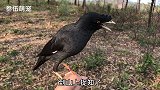 这八哥够笨的，没想到这知了比八哥还笨，真是应了那句话山外有山