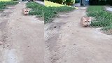 主人带矮脚猫出来玩，看到眼前这一幕，网友：这小短腿还挺能倒腾
