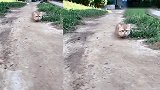 主人带矮脚猫出来玩，看到眼前这一幕，网友：这小短腿还挺能倒腾
