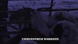世界上最大的狼，却被俄罗斯当哈士奇养，这狼的眼神真像二哈