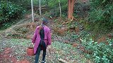 桃子姐在干妈家摘一篮野菜，回家做一盘凉拌折耳根，美滋滋