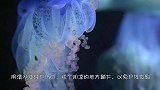 路人在沙滩玩耍时，发现了一个很漂亮的生物，凑近一看瞬间懵了！