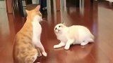 橘猫和布偶猫打架，打着打着撒起娇来，说好的打架呢？