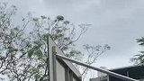 篮球场出现猴子，篮球卡住就需要他