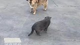 特工狗狗贴身跟踪猫咪，猫咪回头它就若无其事挠痒
