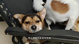 小土狗卖起萌来也是没谁了，不安分的小脑袋把我心都萌化了