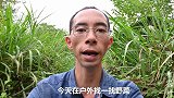 农村人为什么喜欢吃野菜？有哪些充分的说服力，一起来了解下吧