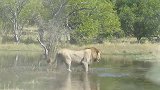 奥卡万戈三角洲的沼泽雄狮—就是不怕水还喜欢水