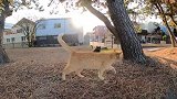 遇到两只流浪猫，橘猫和一只黑猫