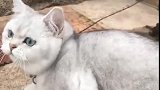 猫：别打扰我，我在学鸟叫呢，我抓鸟呢！