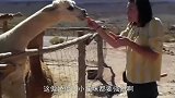 女子当着羊驼的面抱走宝宝，此时羊驼忍无可忍，发生了这样的一幕