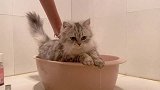 主人独自给猫咪洗澡，这么乖的猫咪还是第一次见！